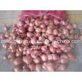 Shallot novo chinês da colheita com saco da malha